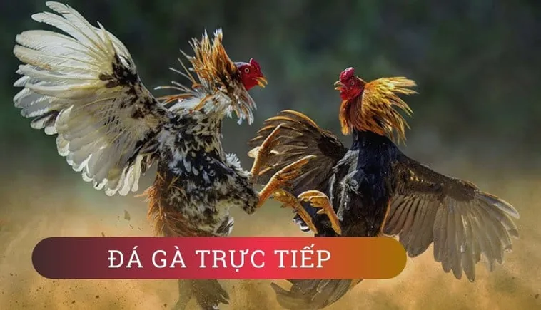 Bí Quyết Thắng Lớn Với Đá Gà WW88: Kinh Nghiệm Từ Cao Thủ